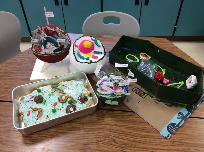 Cell Models 7th