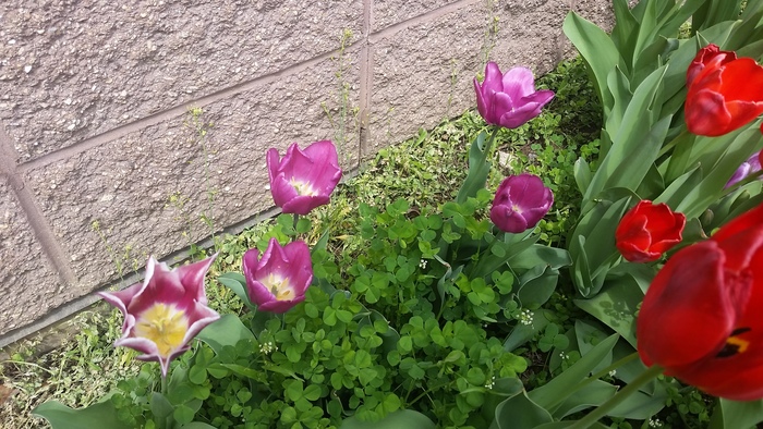 Tulips in courtyard